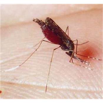 در کرمانشاه از سال 1381 هیچ مورد انتقال محلی مالاریا مشاهده نشده است