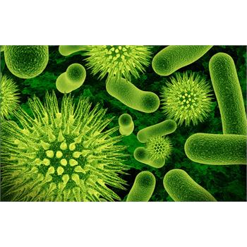 ظهور باکتری مقاوم به آنتی بیوتیک های موجود
