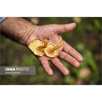 رییس اورژانس استان: مسمومیت ۲۱ نفر در کرمانشاه با قارچ سمی/ فوتی نداشته‌ایم