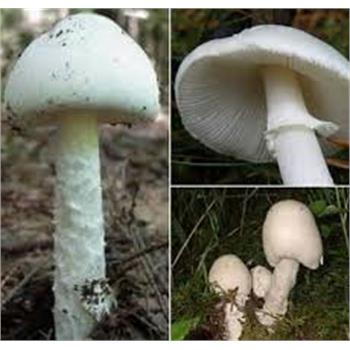 اطلاعیه پیشگیری از بروز مسمومیت و مرگ ناشی از قارچهای سمی