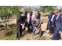 پیاده روی سلامت