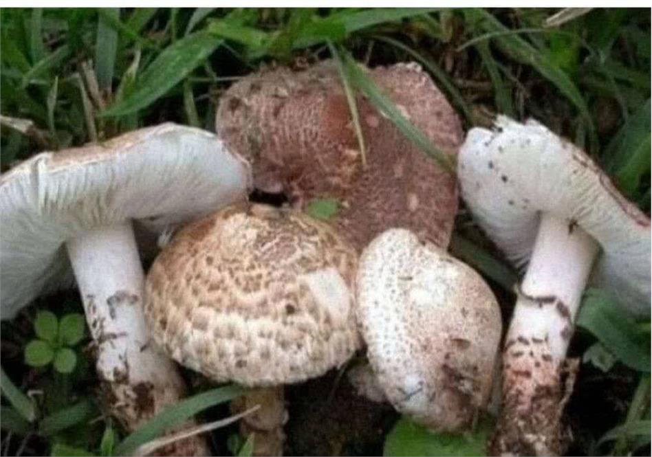 Poisoning by poisonous mushrooms