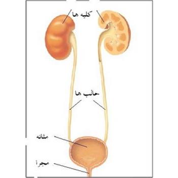 دفع به موقع ادرار برای حفظ سلامت کلیه ضروری است
