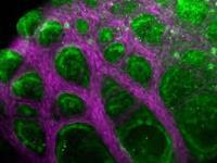 مهندسی بافت