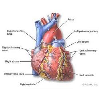 کادر پزشکی و پرستاری آگاهی کافی درخصوص شناخت و درمان آریتمی های فوق بطنی داشته باشند.