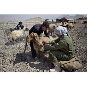 گزارش ایرنا از بیماری تب مالت در کرمانشاه