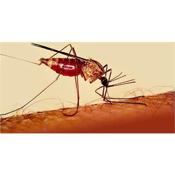 کارشناس مسوول بیماریهای واگیر مرکز بهداشت استان کرمانشاه: ازخطر بیماری مالاریا غافل نباشیم