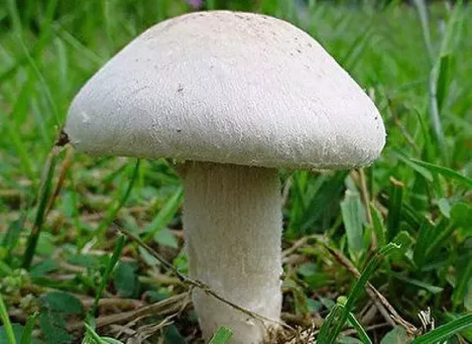 Mushrooms with a Taste of Death