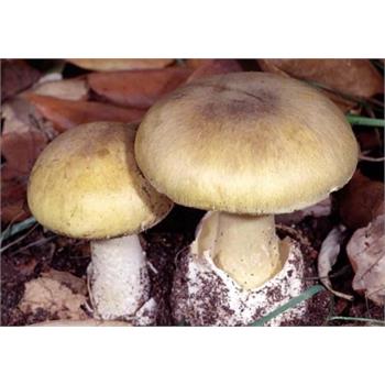 به قارچ‌های سمی دست نزنید/ سم این قارچ‌ها از طریق پوست نیز جذب می شود