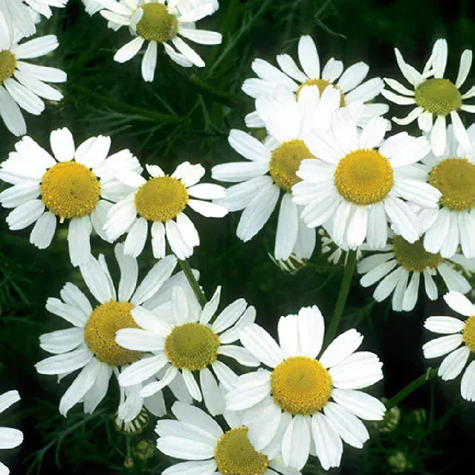 Chamomile May Inhibit Breast Cancer Growth