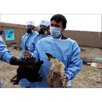 رییس مرکز بهداشت استان کرمانشاه: مورد "انسانی" از آنفلوآنزای پرندگان نداشتیم