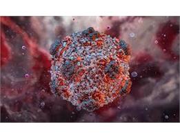 hantavirus has not yet reached the stage of a global pandemic