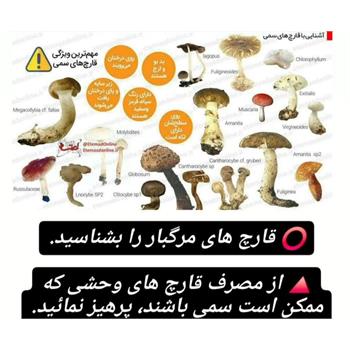 قارچ‌هایی که طعم مرگ دارند